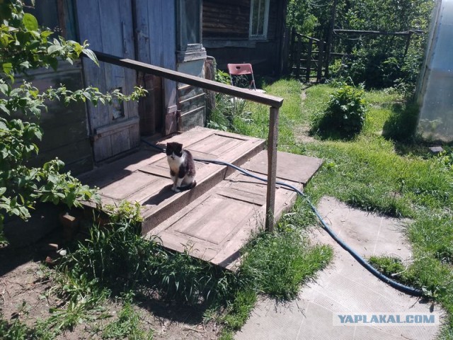 Жизнь домашнего приюта для котеек 545