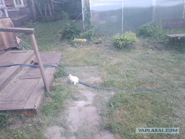 Жизнь домашнего приюта для котеек 550