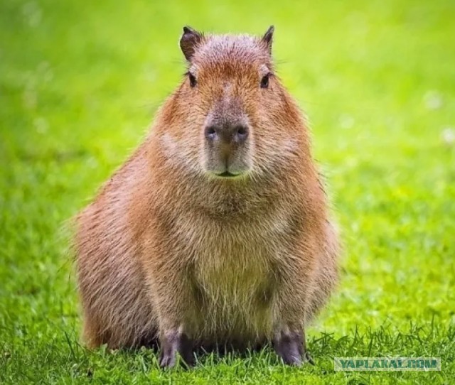 Аватары на заказ