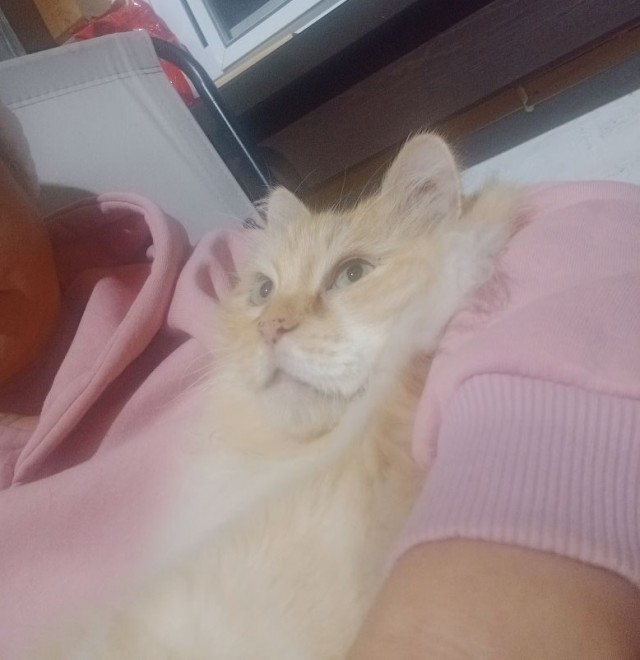 Хоть котовторник прошел ловите моего красавчика