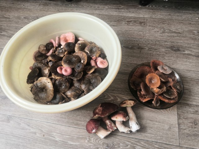 Рыжики( грибы).