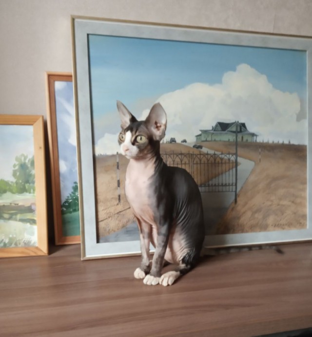 Махач окорочков