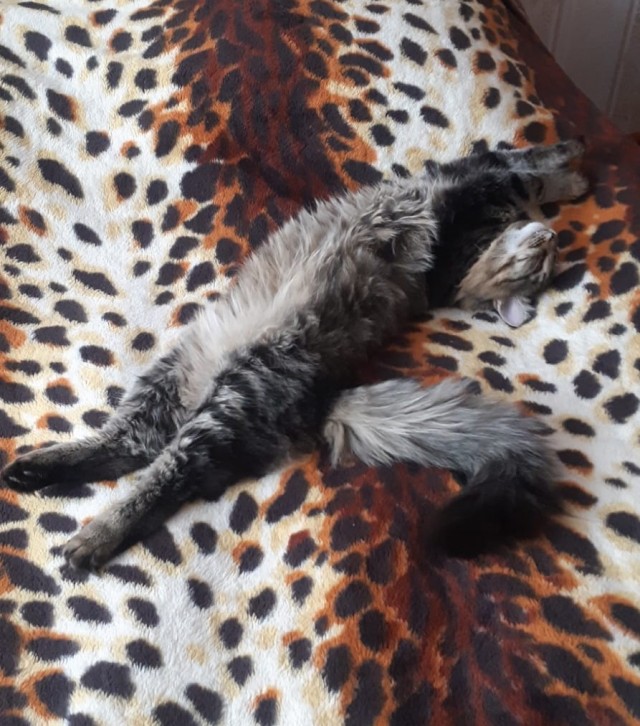 А где коты?