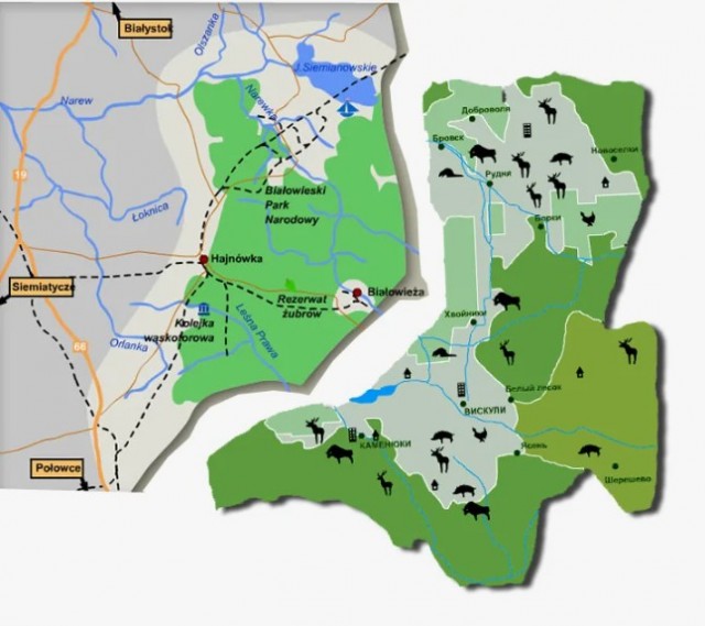 Опубликован рейтинг стран по числу зубров: Беларусь не на первом месте
