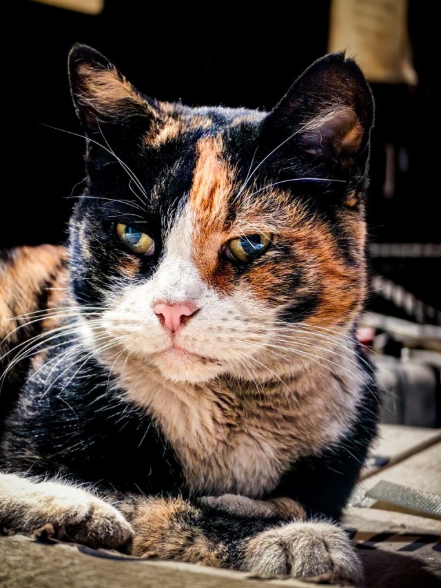 Производственный кот