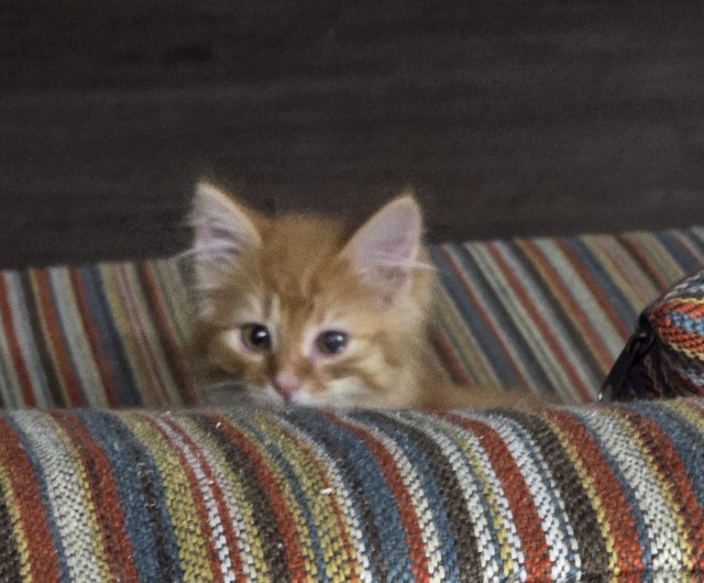 Мой будущий кот