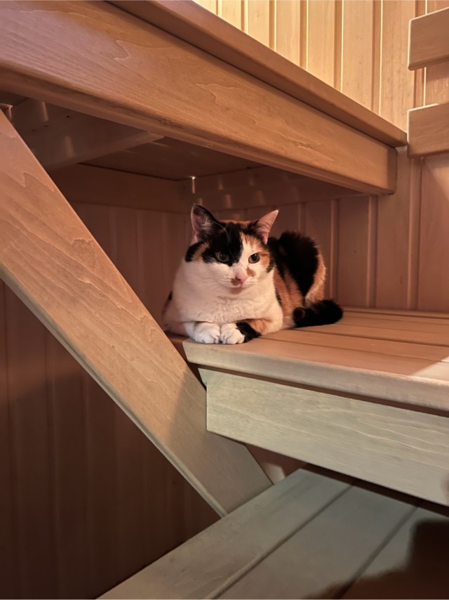 Трëхцветная кошка, которая живëт в магазине