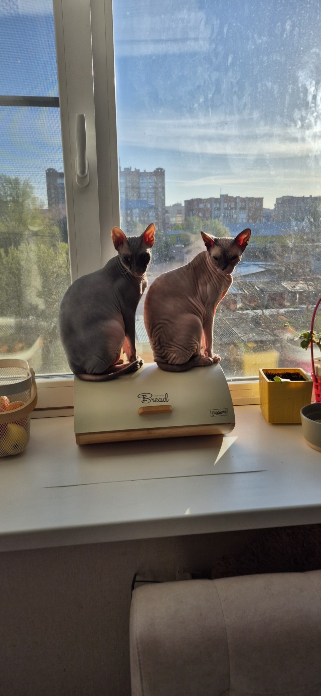 Котское.