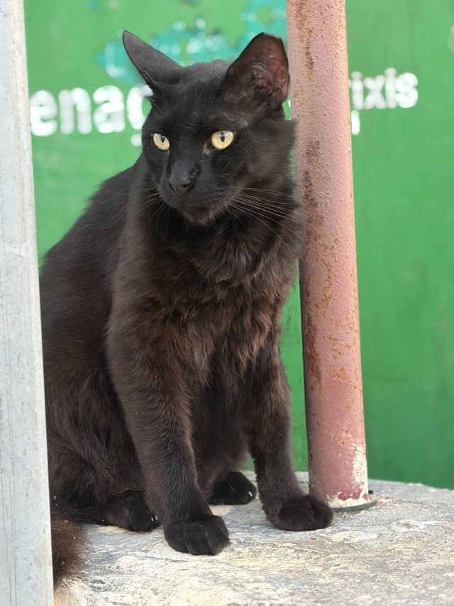Уличные котики