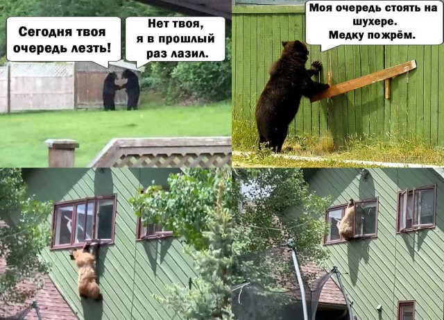 Трудно быть медведем