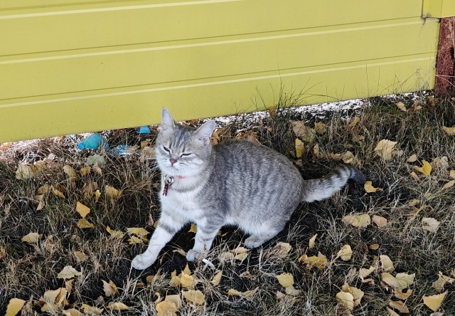 К-котовторник