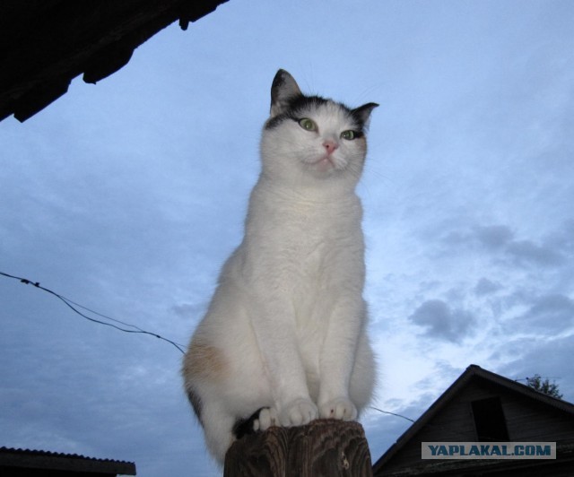 Котовторник 03.09.2013