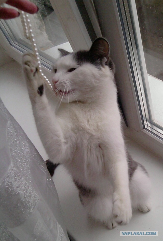 Котовторник 8.10.2013
