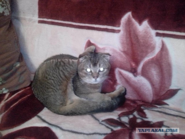 Котовторник 05.03.13