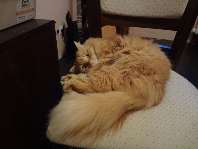 Котовторник 22.04.2014