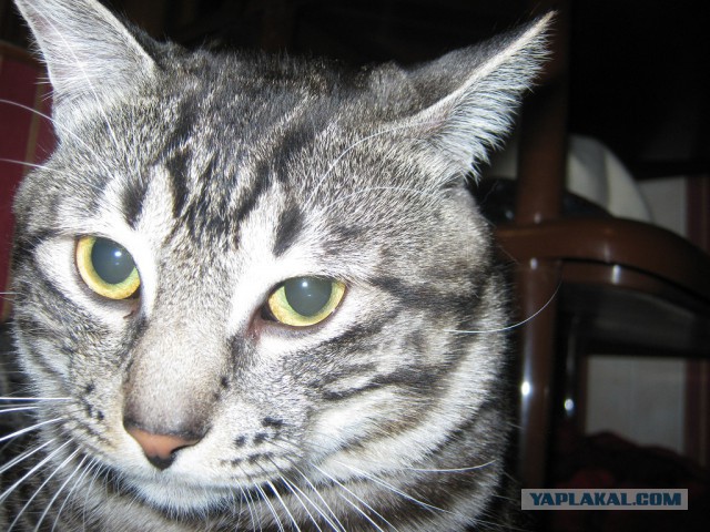 Котовторник 6.05.2014