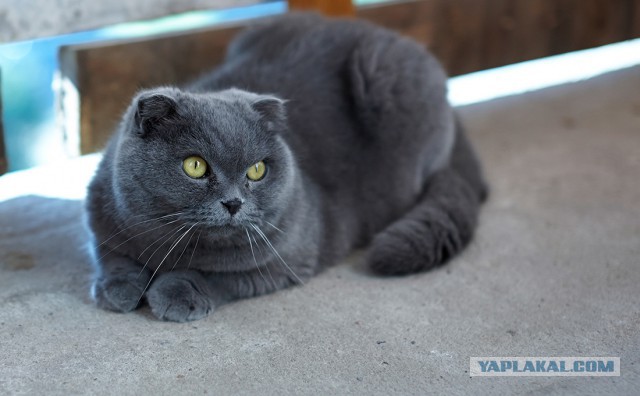 Котовторник 22.07.14