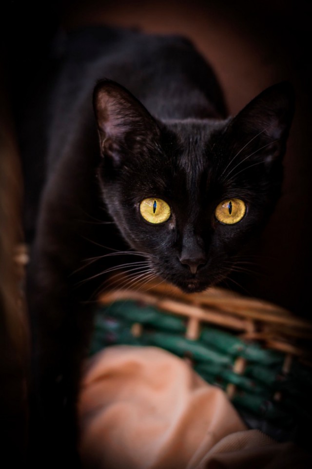 Котовторник 04.11.2014