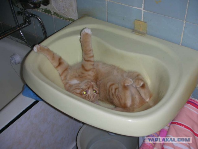 Котовторник 11.11.2014