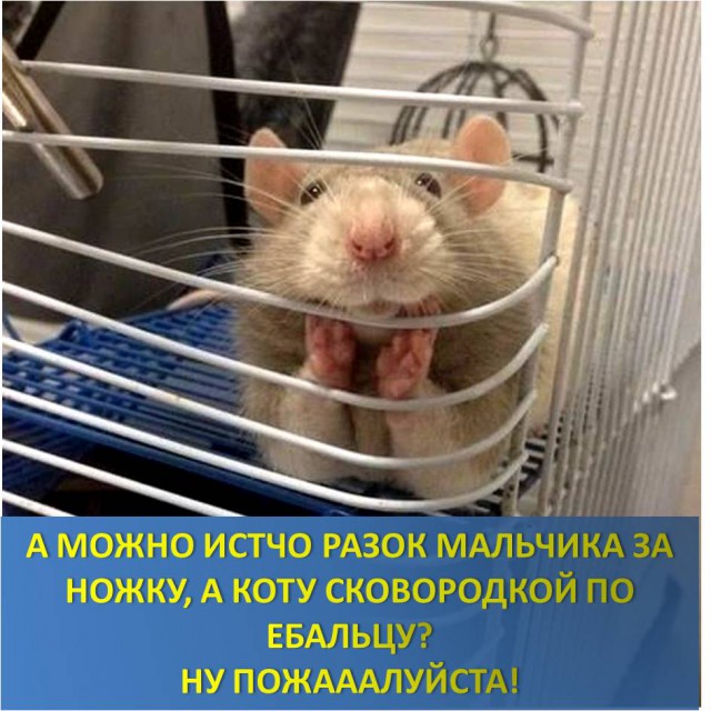 Кот психанул.