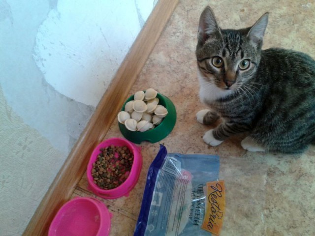 Котовторник
