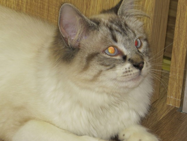 Котовторник 24.03.2015