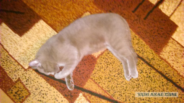 Моя кошка спит.