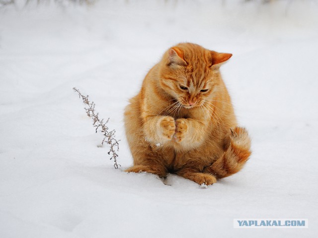 Котовторник   02.06.2015
