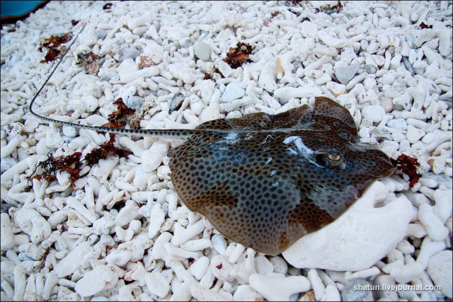 Острова мечты. Четыре туриста и Тандуай.