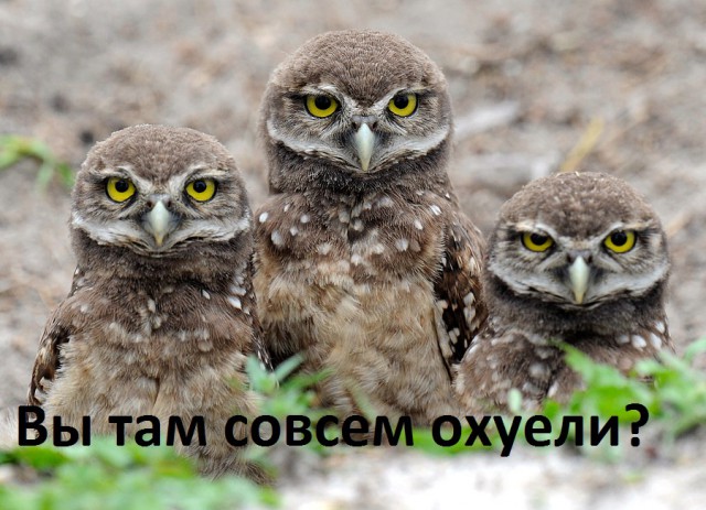 Совы тоже могут в мемы