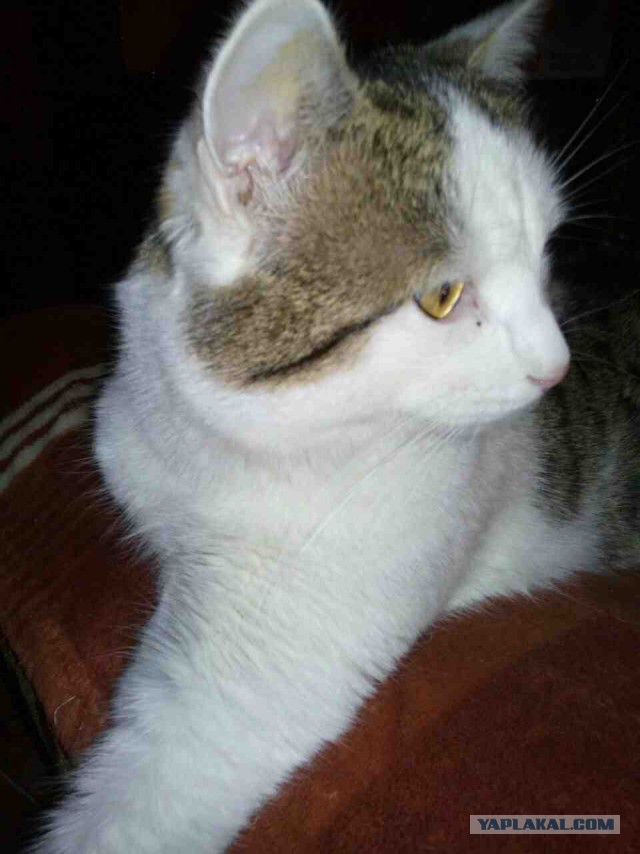 Котовторник 7.07.2015