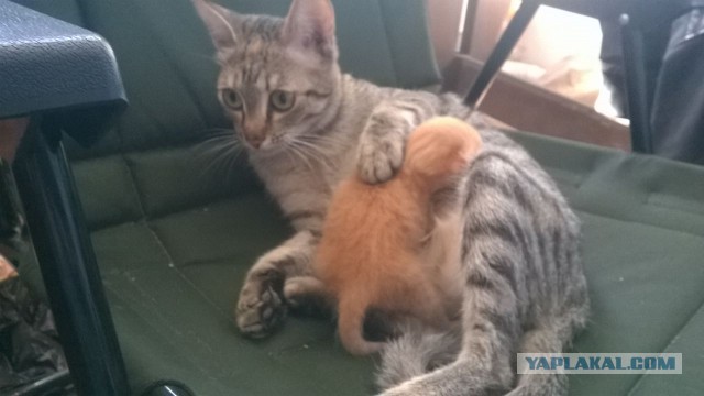 Котовторник