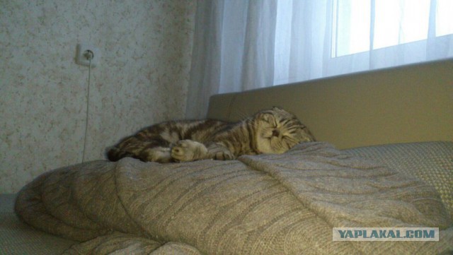 Котовторник