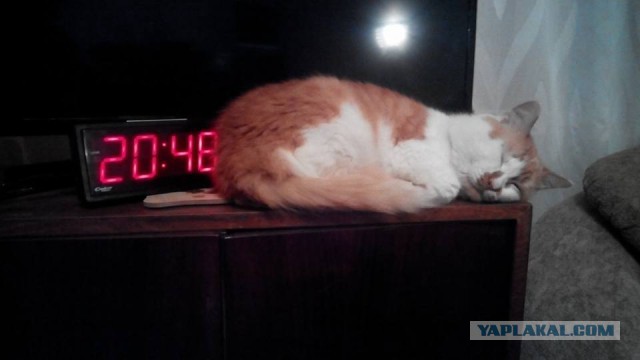 Котовторник 22.03.2016