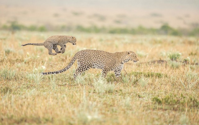 Леопардик Поли