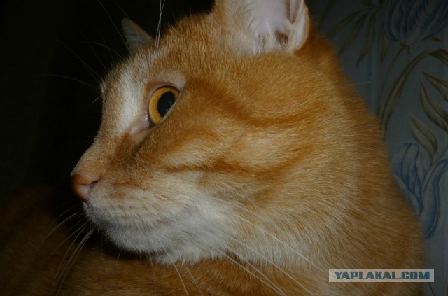 Кот в активном поиске