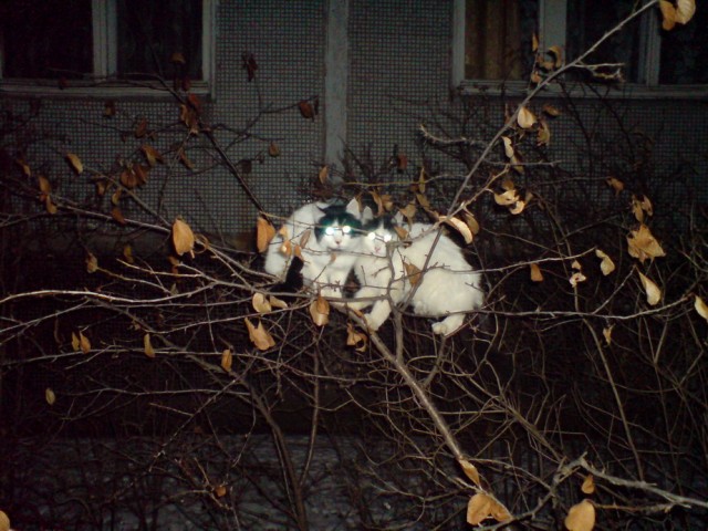 Котомет на вторник (18.12.2007)