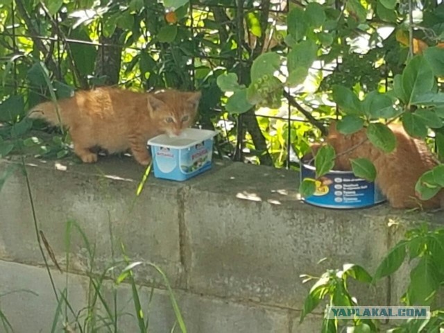 Котовторник 26.07 2016