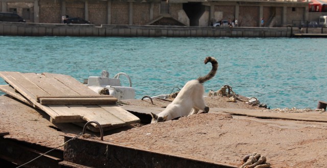 Морские котики