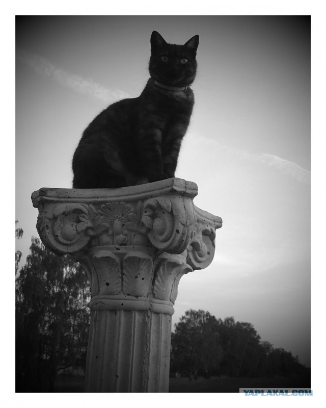 Морские котики