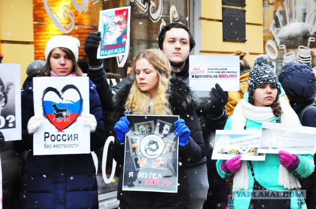 Питер против насилия