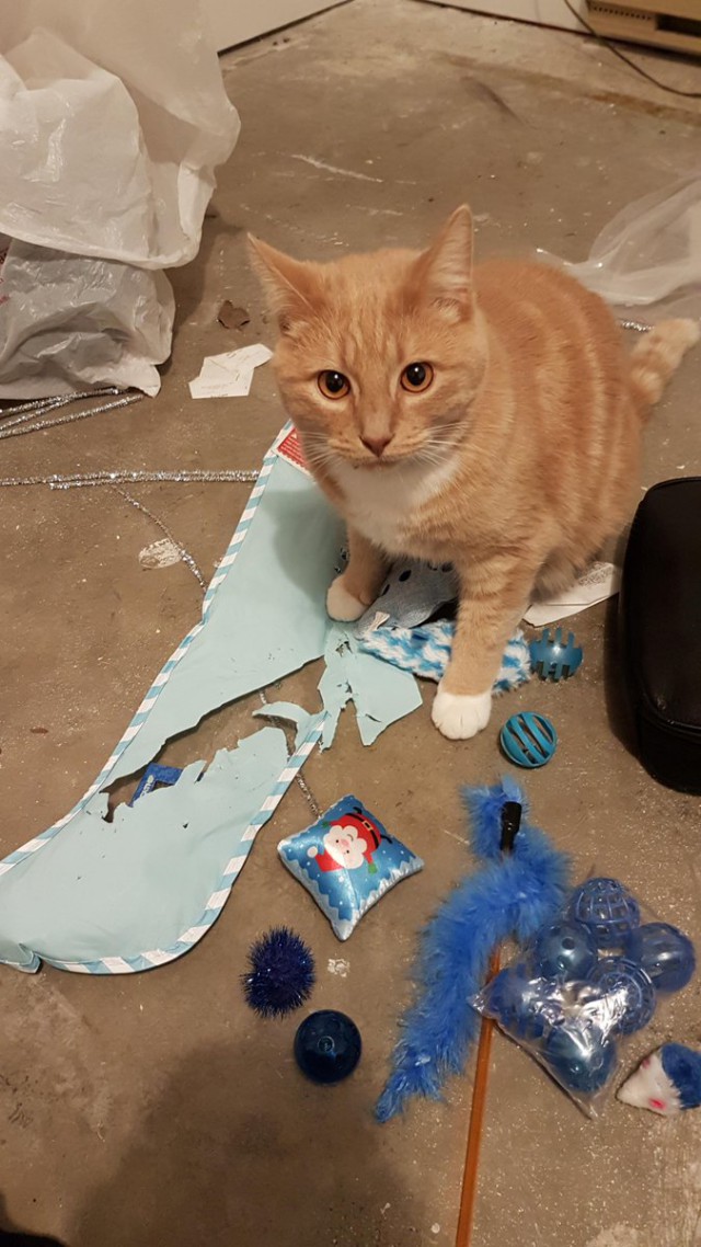 Коты из сети