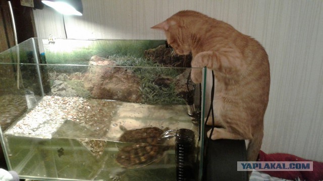 Котовторник  17.01.2017