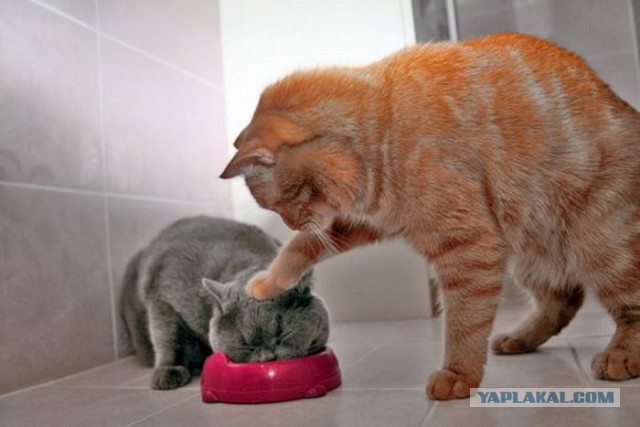 Коты миску делят