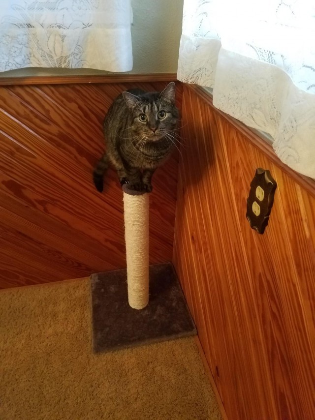 Коты из сети