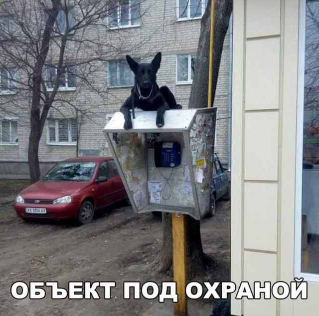 Подборка безудержного веселья
