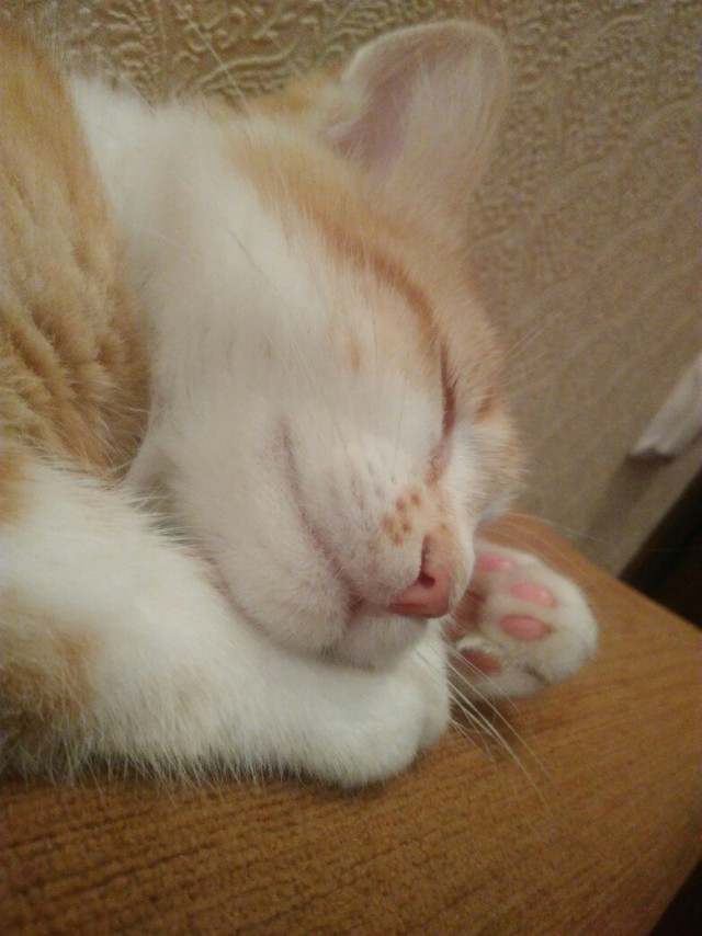 Коты и Кошки
