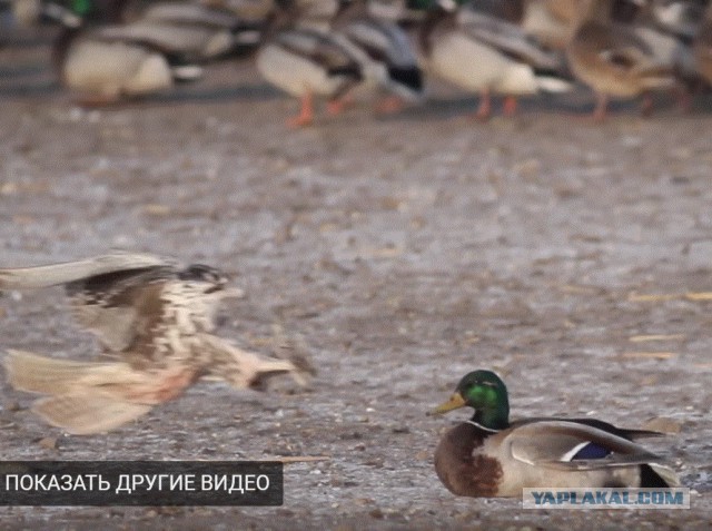 Сокол очень быстрый