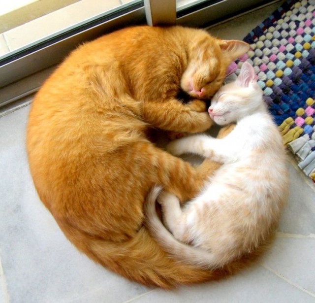 Коты и Кошки