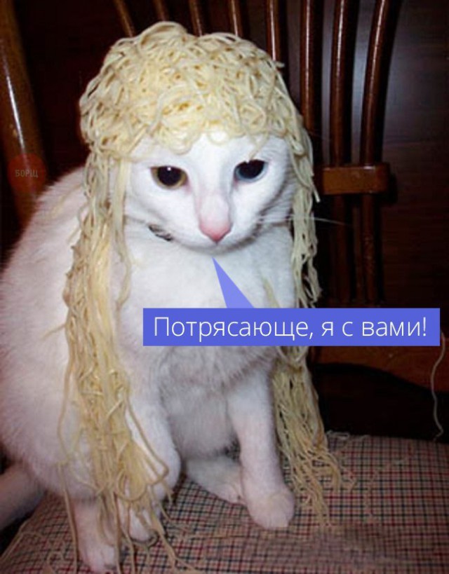 Коты и Кошки